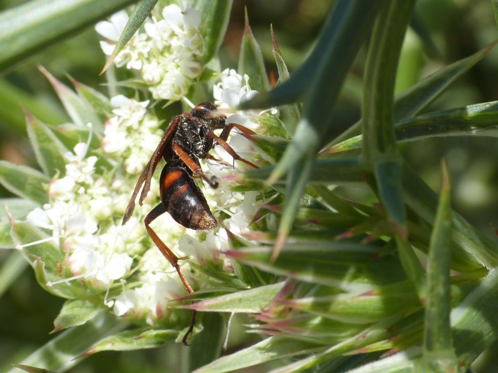 Pompilidae; enorme Cryptocheilus: C. rubellus